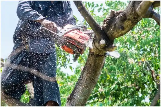 tree services Annandale